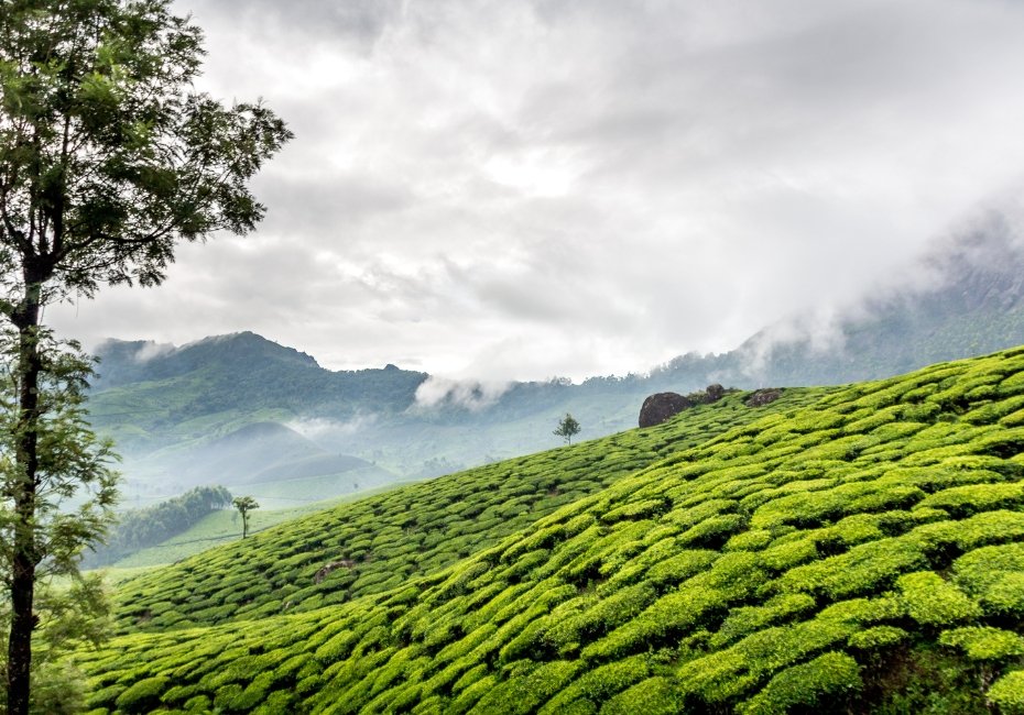 Munnar Destination 1